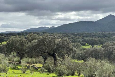 dehesa-de-240-hectareas-en-la-provincia-de-caceres1