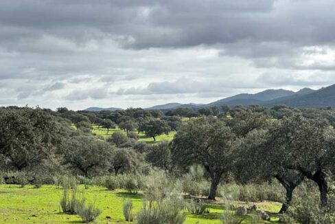 dehesa-de-240-hectareas-en-la-provincia-de-caceres2