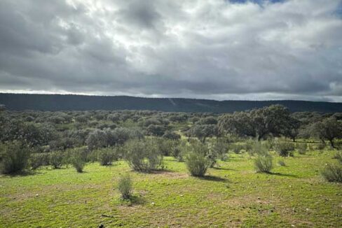 dehesa-de-240-hectareas-en-la-provincia-de-caceres3