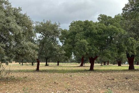 dehesa-de-240-hectareas-en-la-provincia-de-caceres4