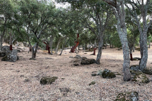 finca-en-zona-de-balbon-valencia-de-alcantara03