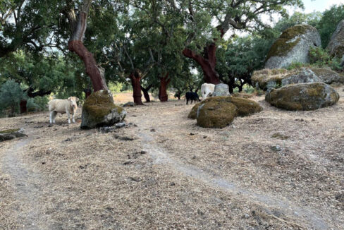 finca-en-zona-de-balbon-valencia-de-alcantara05