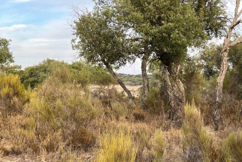 finca-en-zona-de-balbon-valencia-de-alcantara07